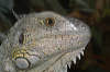 reptielen dierenpark serpo foto